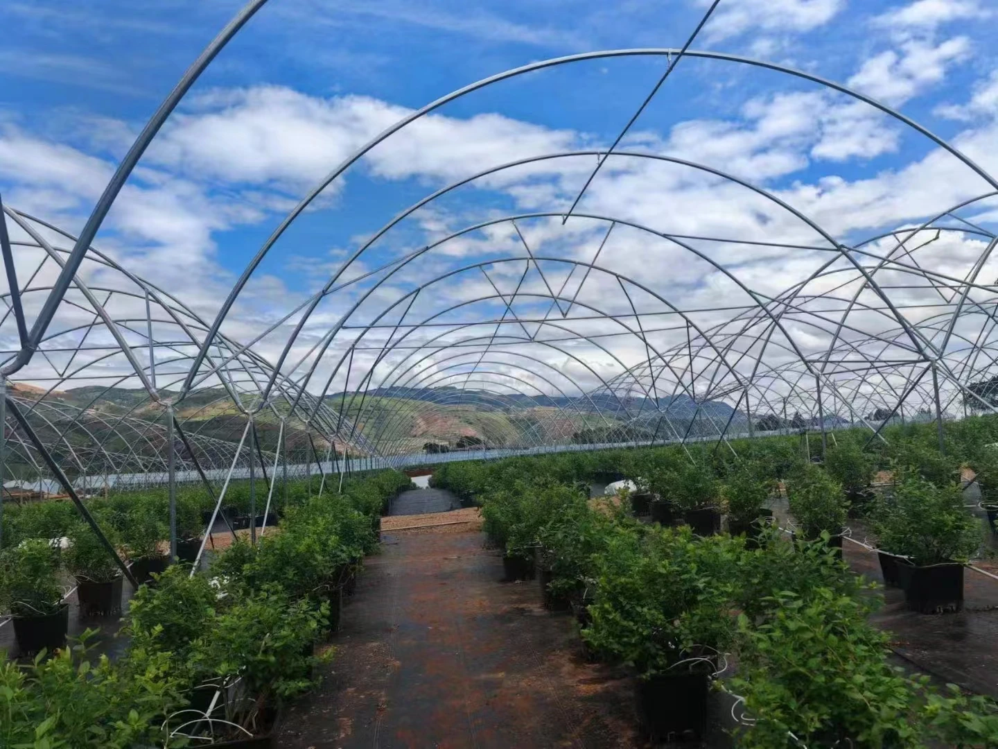 Commercial Poly Tunnel Berry Green House Agricultural Blueberry Strawberry Farming Tunnel Greenhouse for sale
