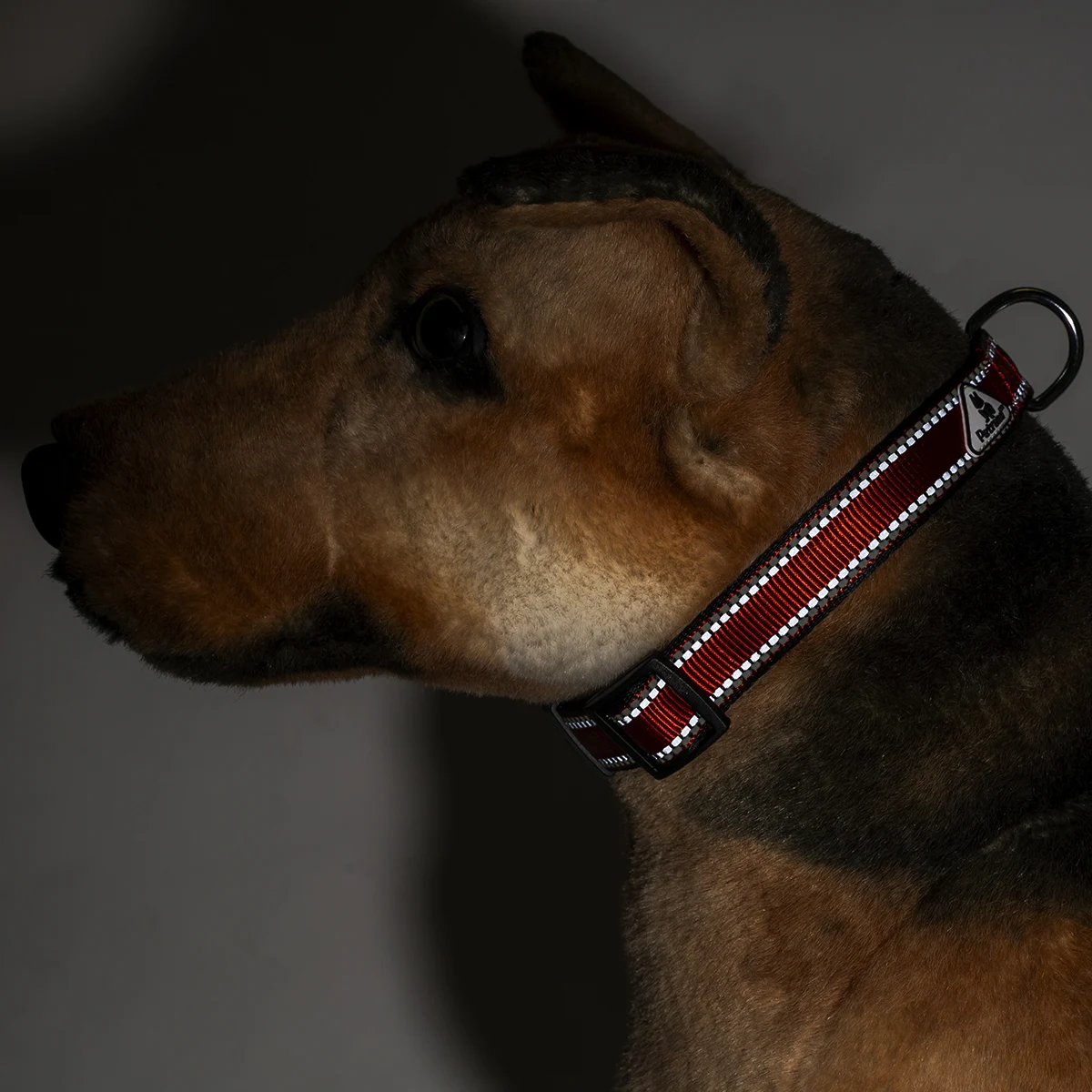 Luminous dog collar