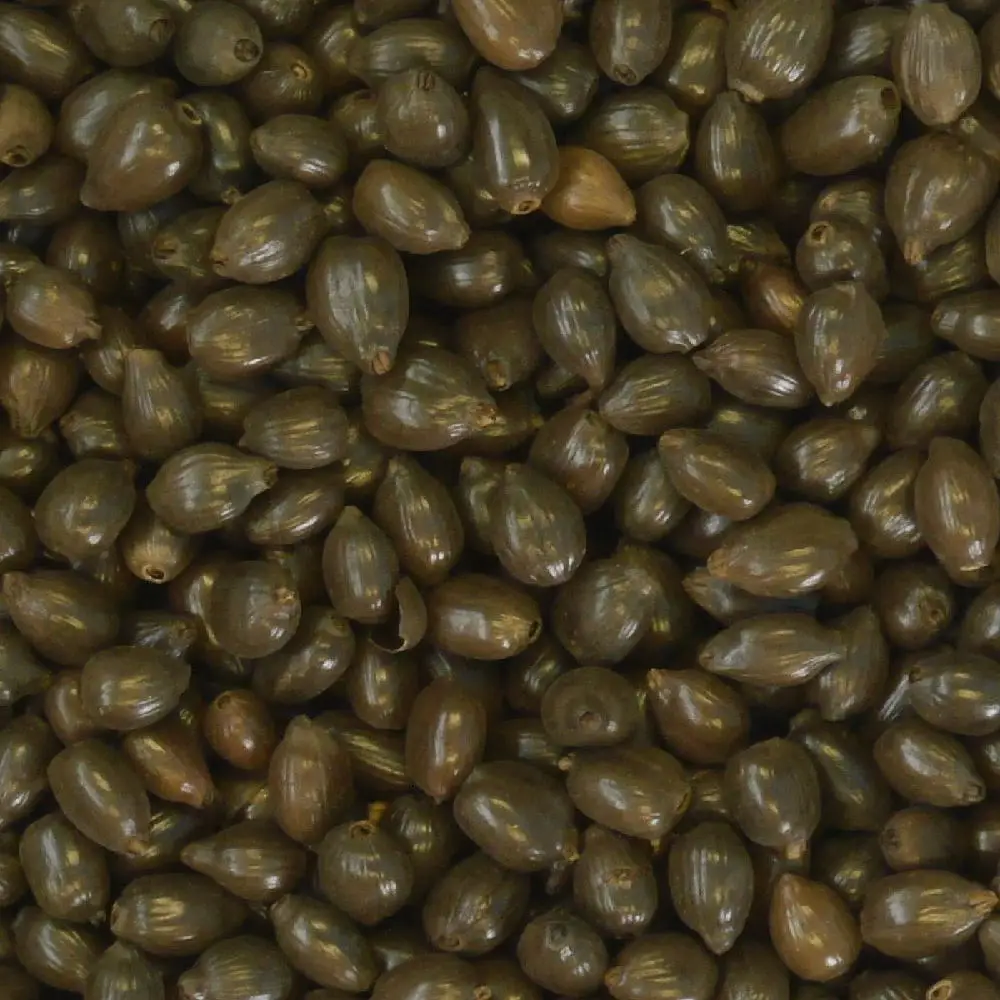 Japanese tea hot sale grain barley packaging loose leaf asian flavors tea