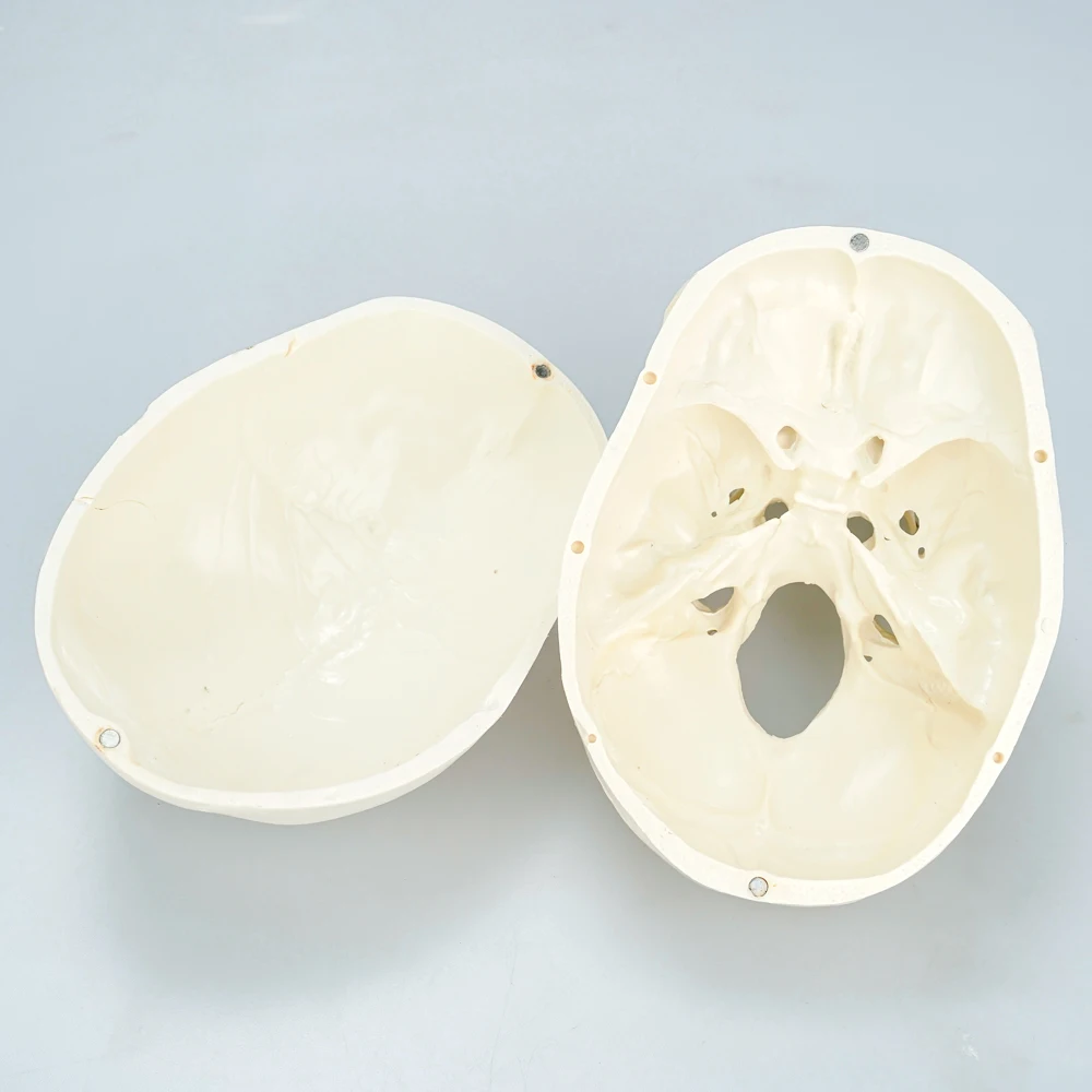 Plastic Human Mini Simulation Skull Dental Model Teaching Medical Anatomical Skull Model With Brain