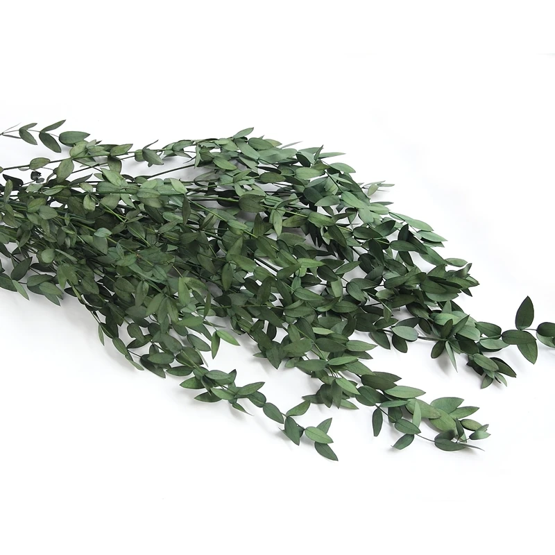 Real Eucalyptus plant house decorative vase filling branches wedding plant small leaves species Preserved Eucalyptus