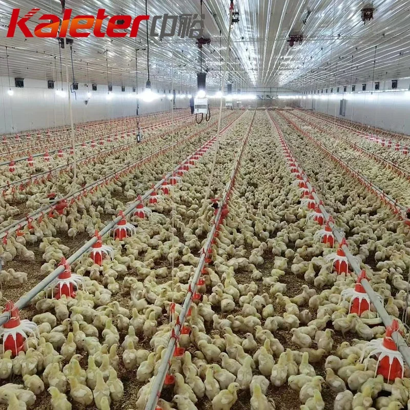 Современная куриная ферма птицефабрика автоматический питатель и соски