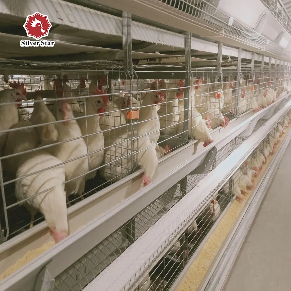 High quality hot sale economic H type chicken cage for layers