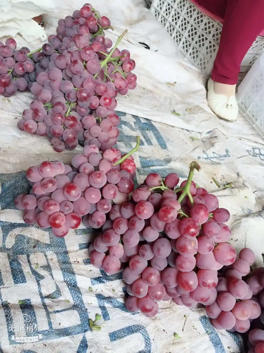 fresh fruits crimson fresh grapes sweet seedless grape for sale red grapes