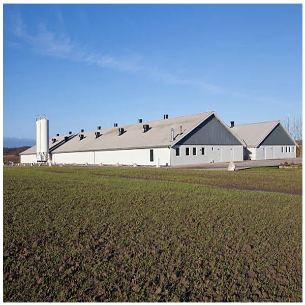 Dairy farm construction livestock shelter steel structure cattle cow shed