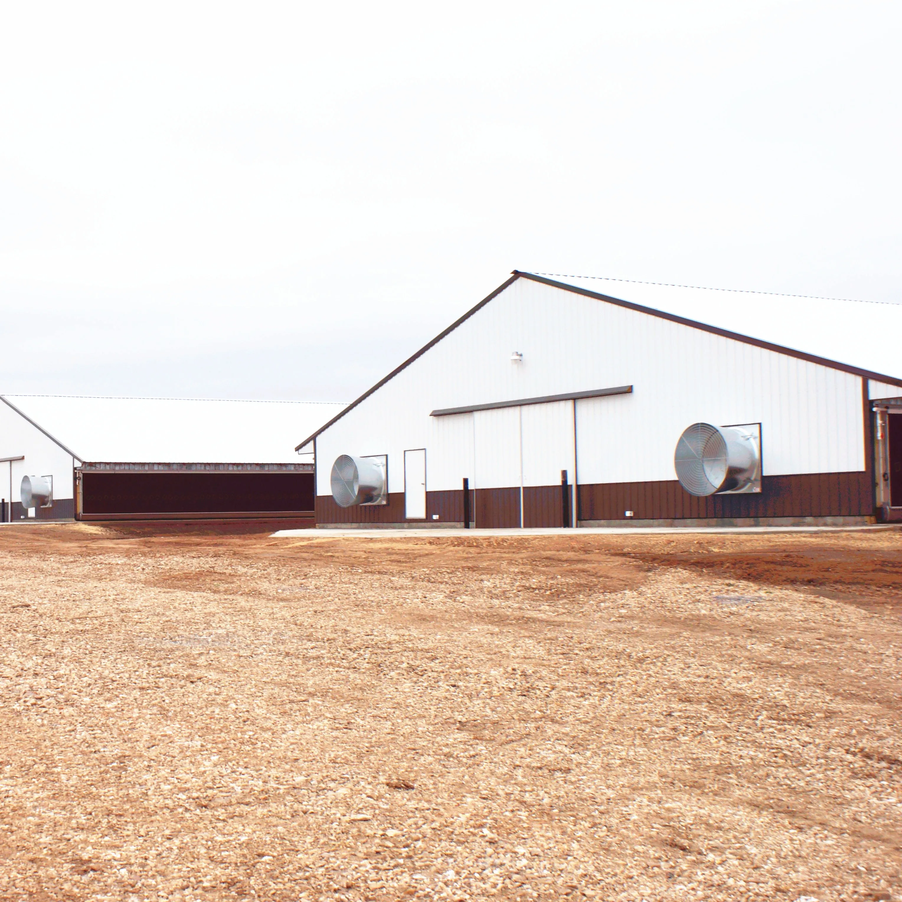 Low Structure Frame Poultry Farm Building Chicken House Shed In Malaysia