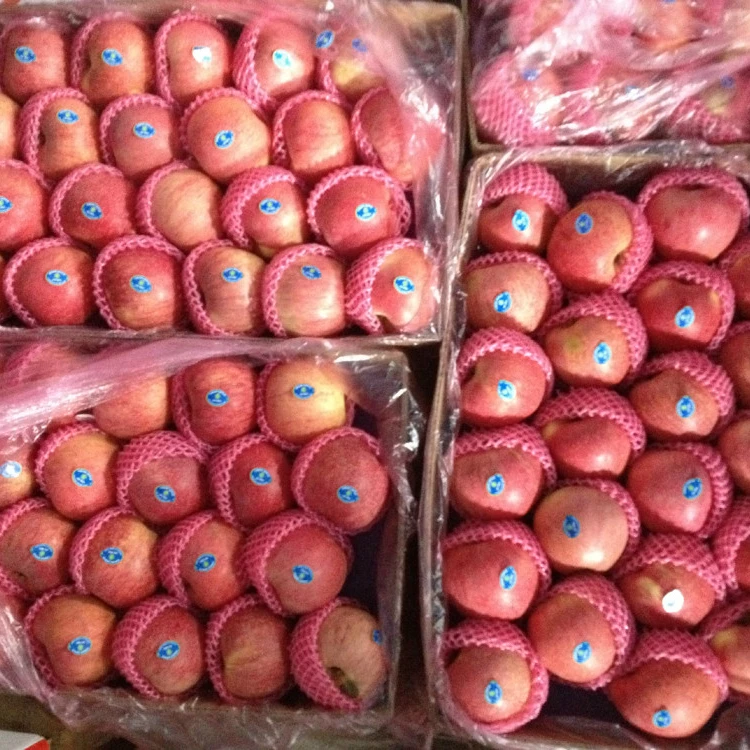 fresh qinguan red qingguan apple price fresh qinguan apple