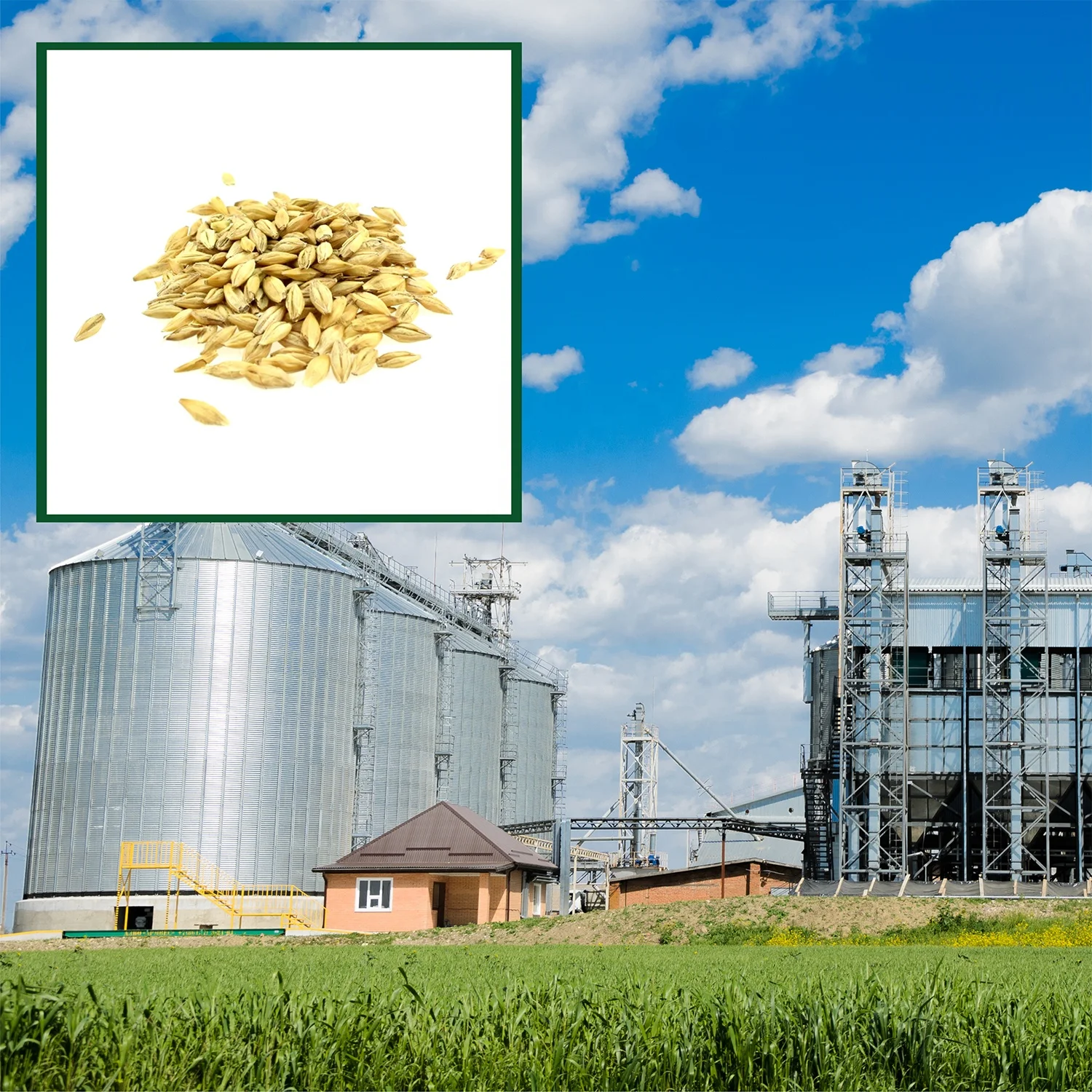 
High quality barley grain any quality requirements, from manufacturer 