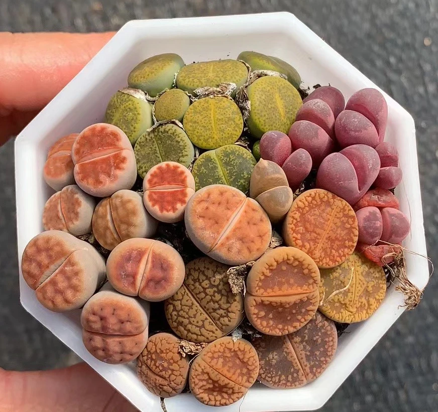 Wholesale indoor live bead plants Lithops