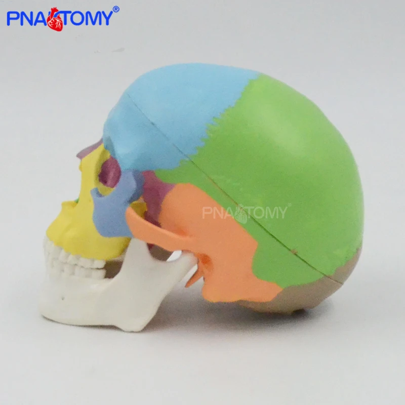 Colored Mini Skull Model Human Anatomical Head medical Cheap skull Anatomy Convenient PVC Teaching Tool Painting Sculpt Used