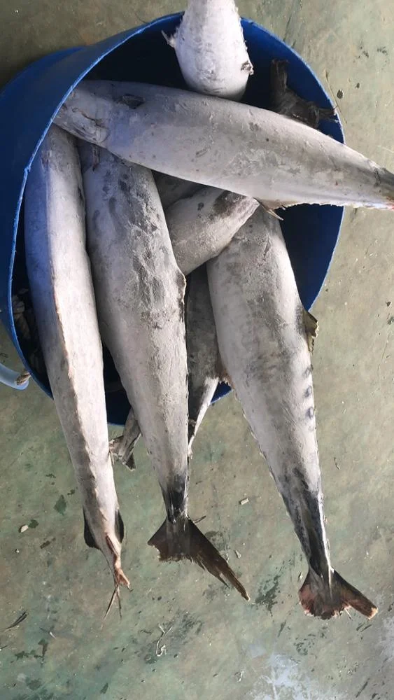 
Frozen Mackel Fish Frozen WR King Fish/Spanish Mackerel/Stripe Mackerel 