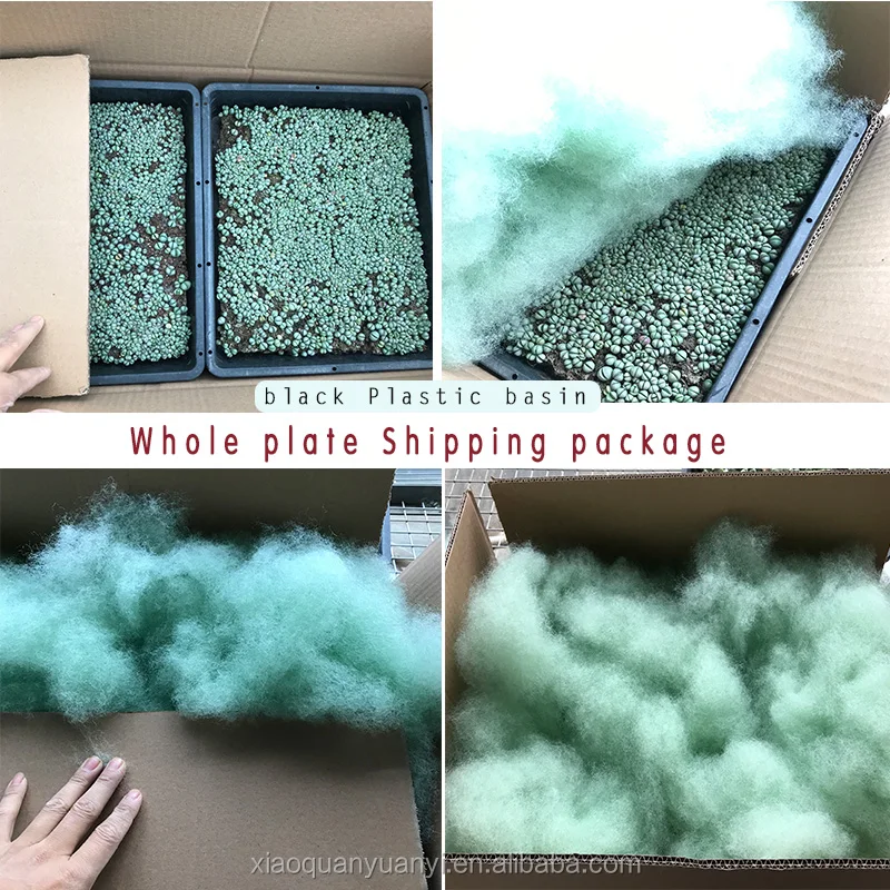 
violet Lithops in bonsai Wholesale sales of all kinds of Dendrobium lithops 