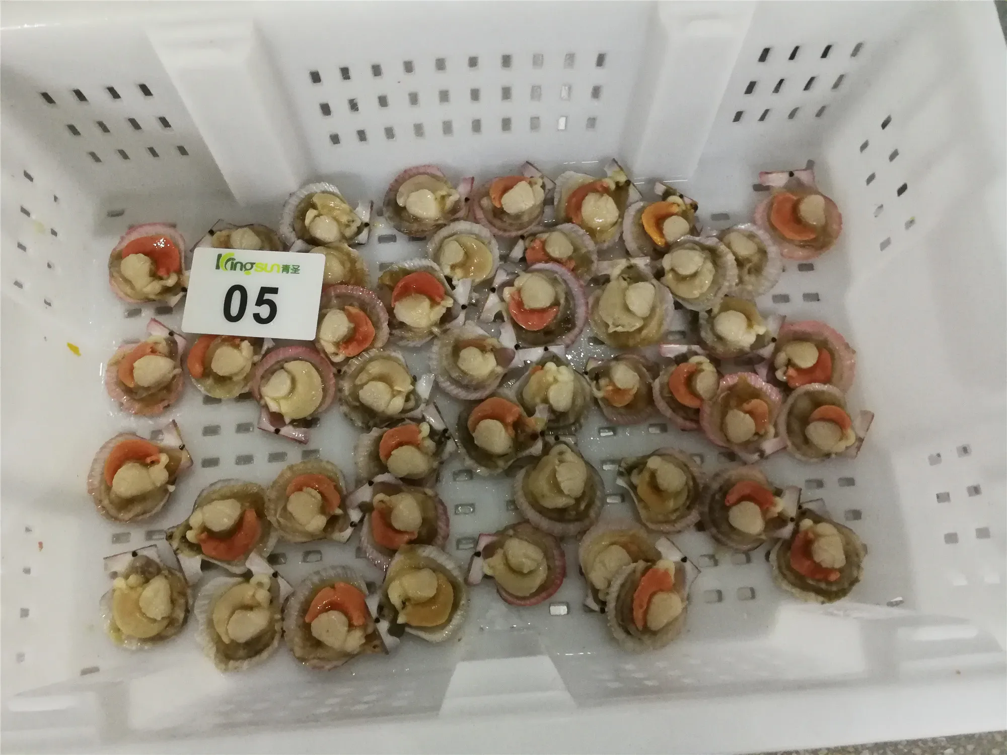 New Season Fresh Half Shell Farreri Scallop Frozen in Bulk with Bag Packaging Farreri Scallop