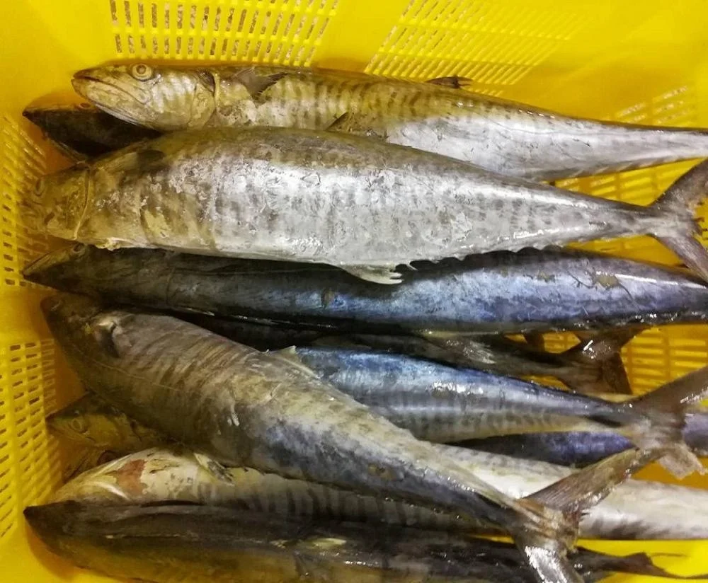 Frozen Stripe Spanish Mackerel King Fish Steak