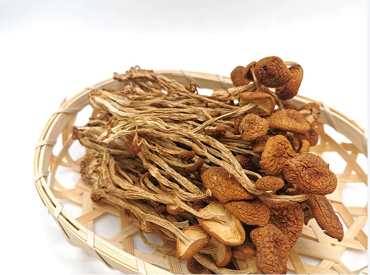 High Quality Dried Tea Tree Mushroom Hot sale dry Tea tree mushrooms