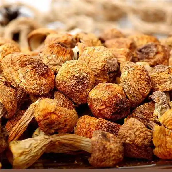 Сушеный натуральный agaricus blazei лучшее качество и цена Заводская Поддержка