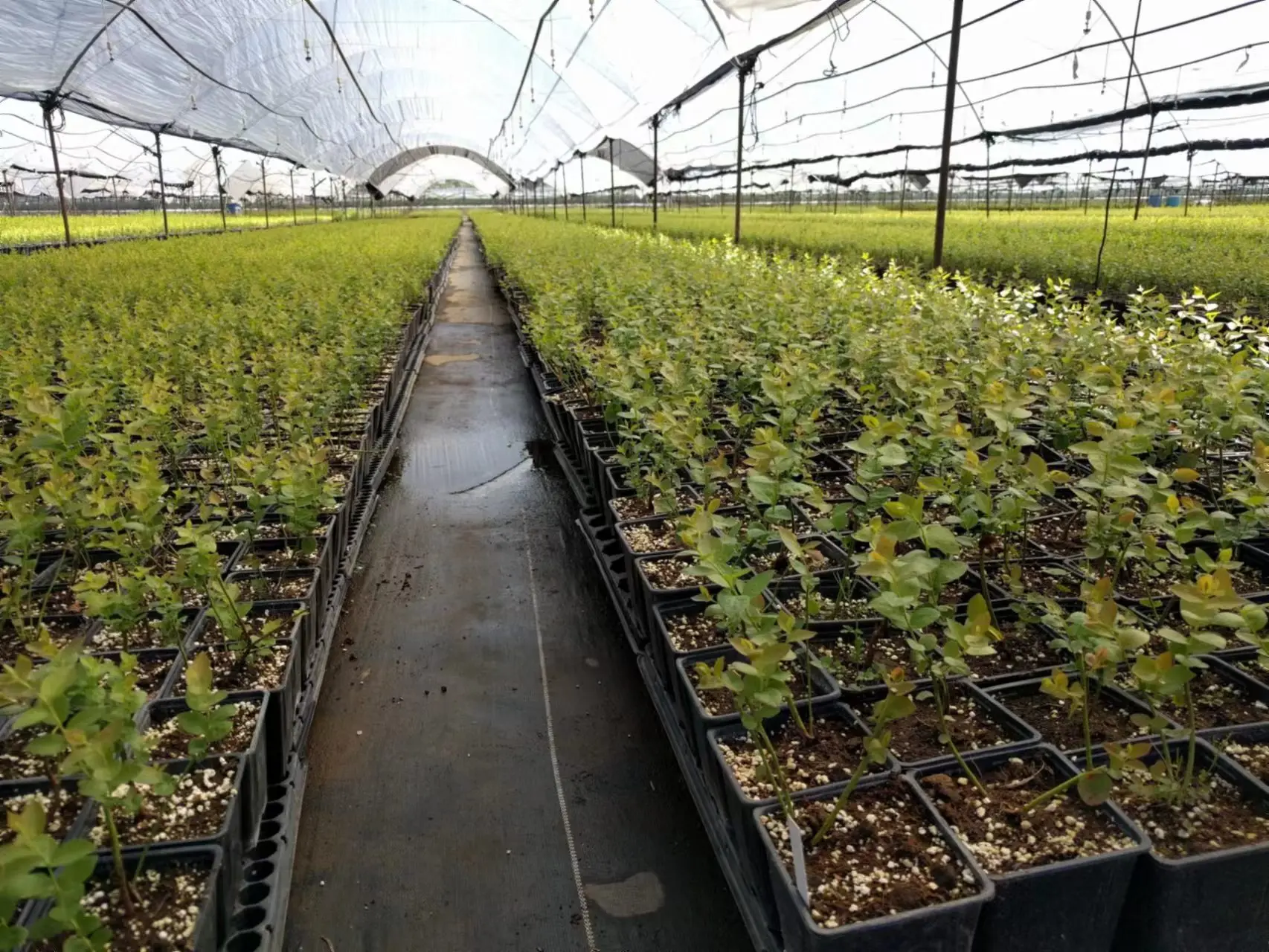 Best Selling Low Price PP Plastic Nursery Pots Black Grow Bucket Flower Pots Greenhouse Planters