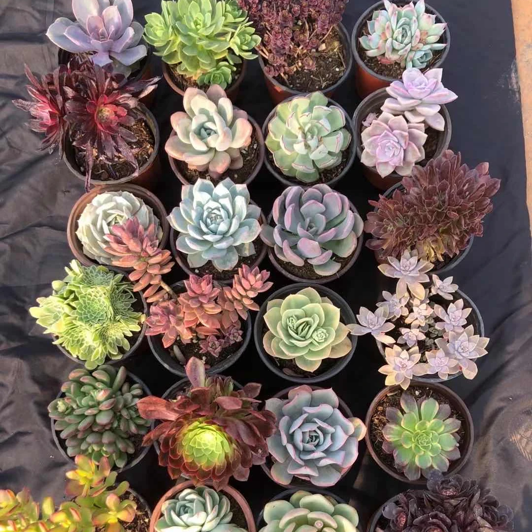 
wholesale succulent natural live Indoor plant mixed color cactus 