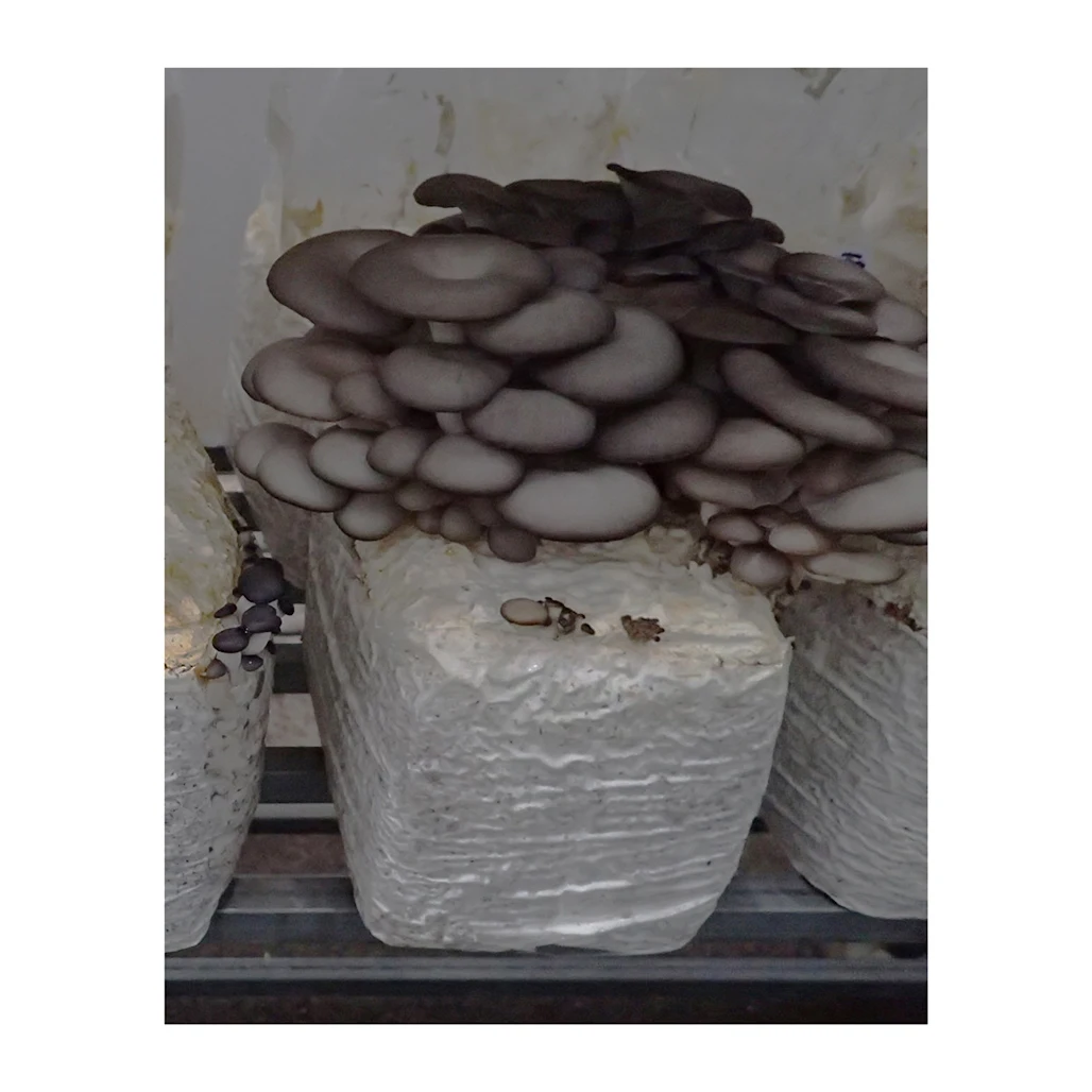 Inoculum for other button mushroom cultivation mixing machinery