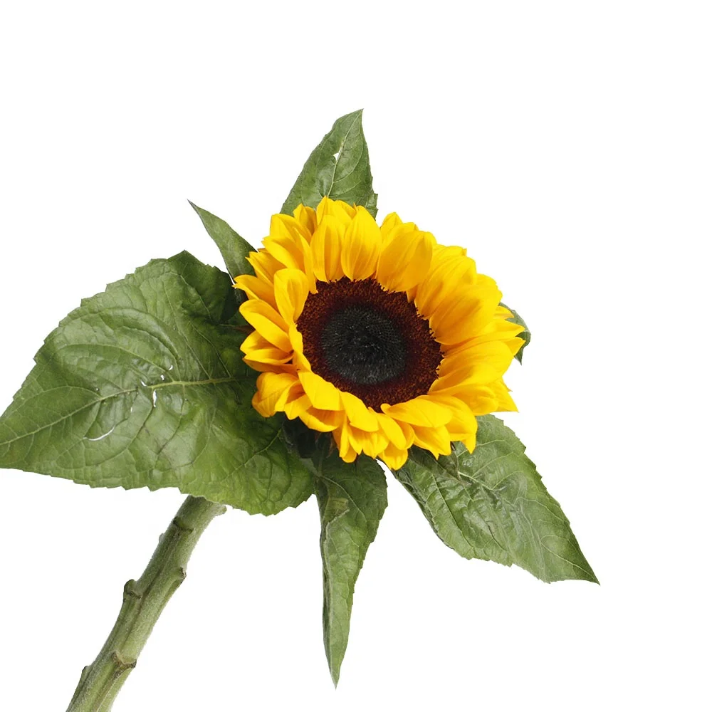 Best Quality With Competitive Price  Fresh Cut Sunflower Bulk Flowers Export  Yellow Long Stem Lily For Home Party Decoration