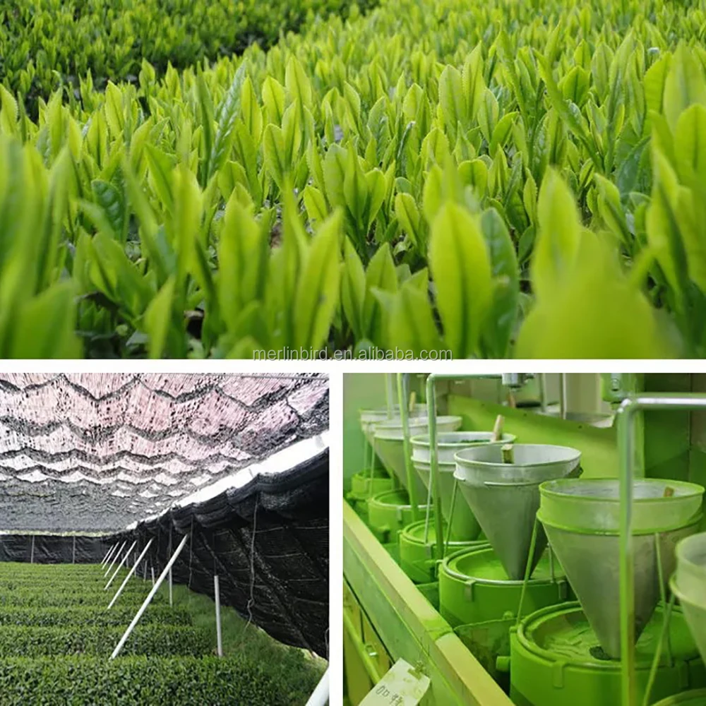 Wholesale Organic Matcha Green Tea Powder with OEM Package ceremonial private label ceremonial