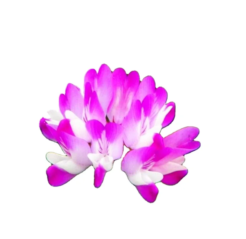 Zi yun ying purple flower seed Astragalus sinicus L seeds for sale