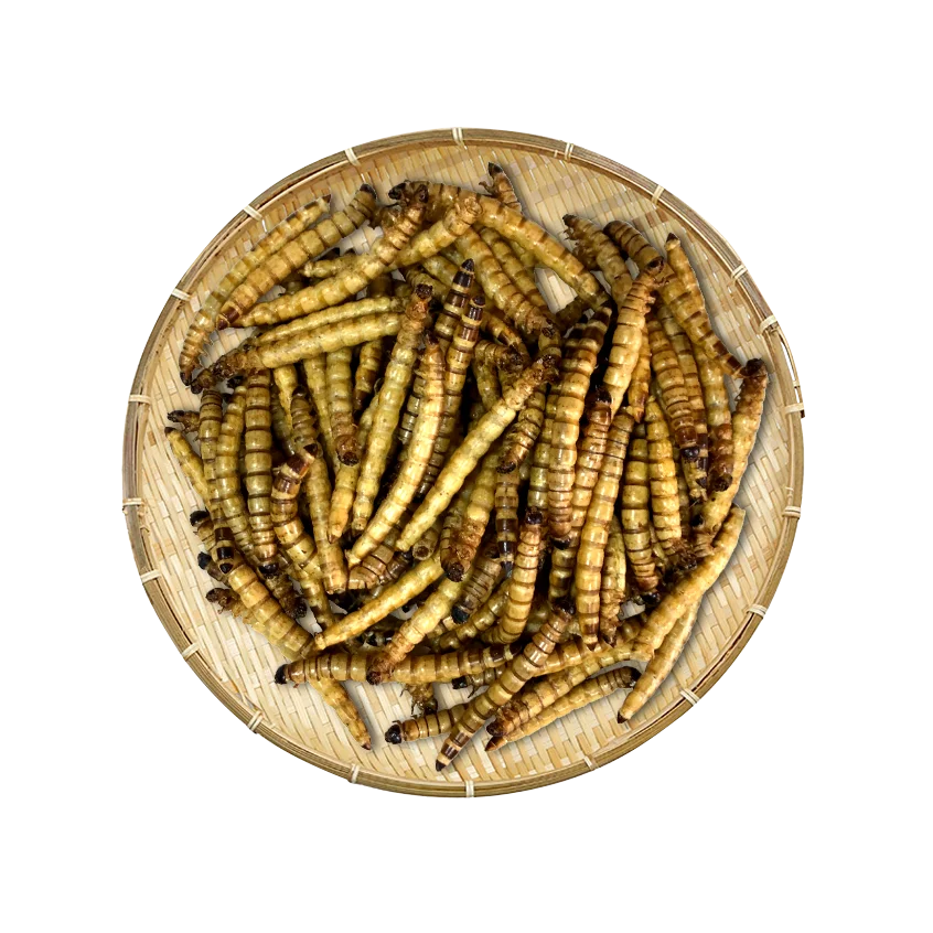 Superworm  Edible Bugs Insect Protein Dry Maggot Pet Food Animal Feed