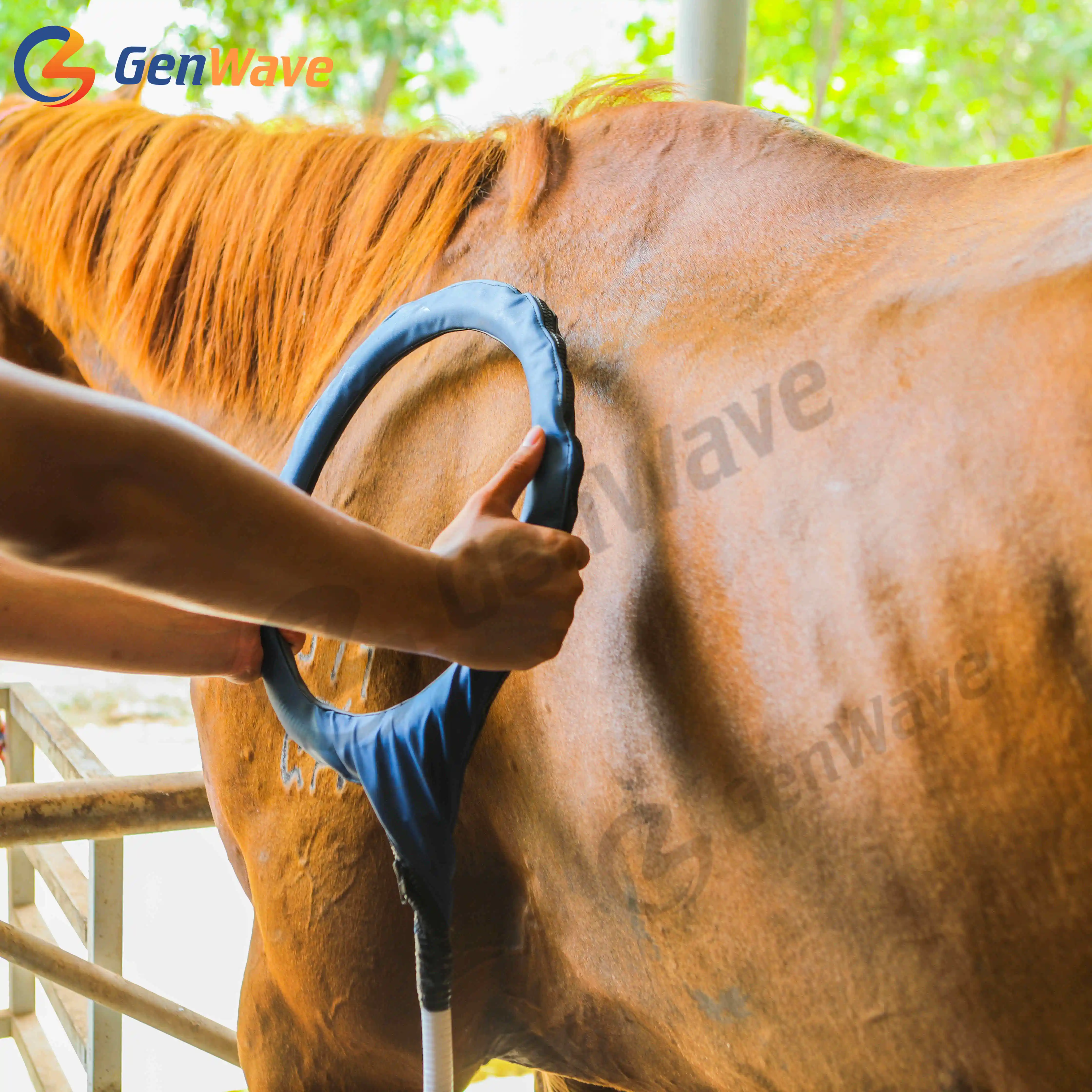 Equine PMST LOOP PEMF Electromagnetic Field Therapy Safe and Effective Treatment Reduces Pain Swelling Soreness In Horses