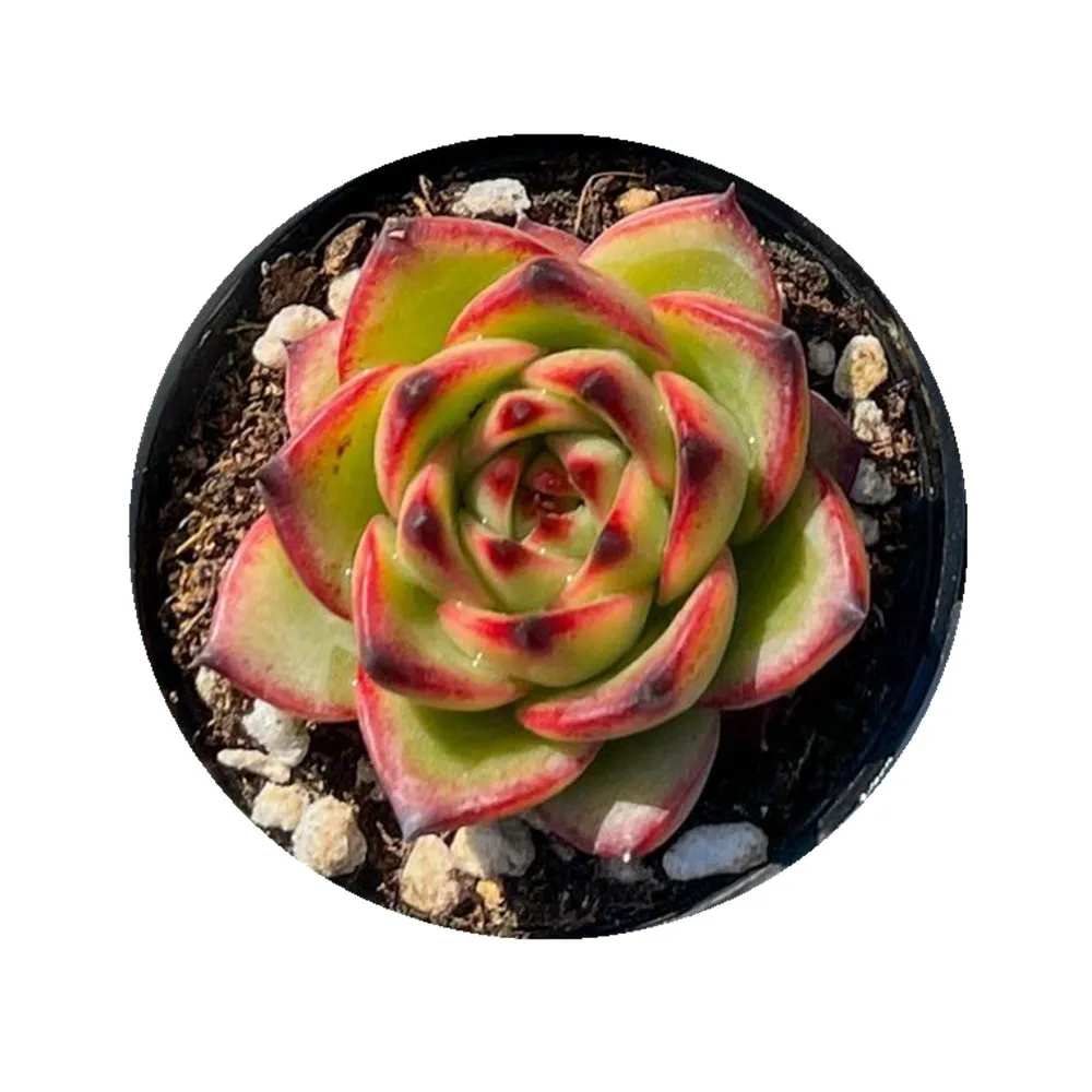 
wm49 Echeveria Moon Stone Live Succulent live Plant haworthia woody plants bonsai real plant 