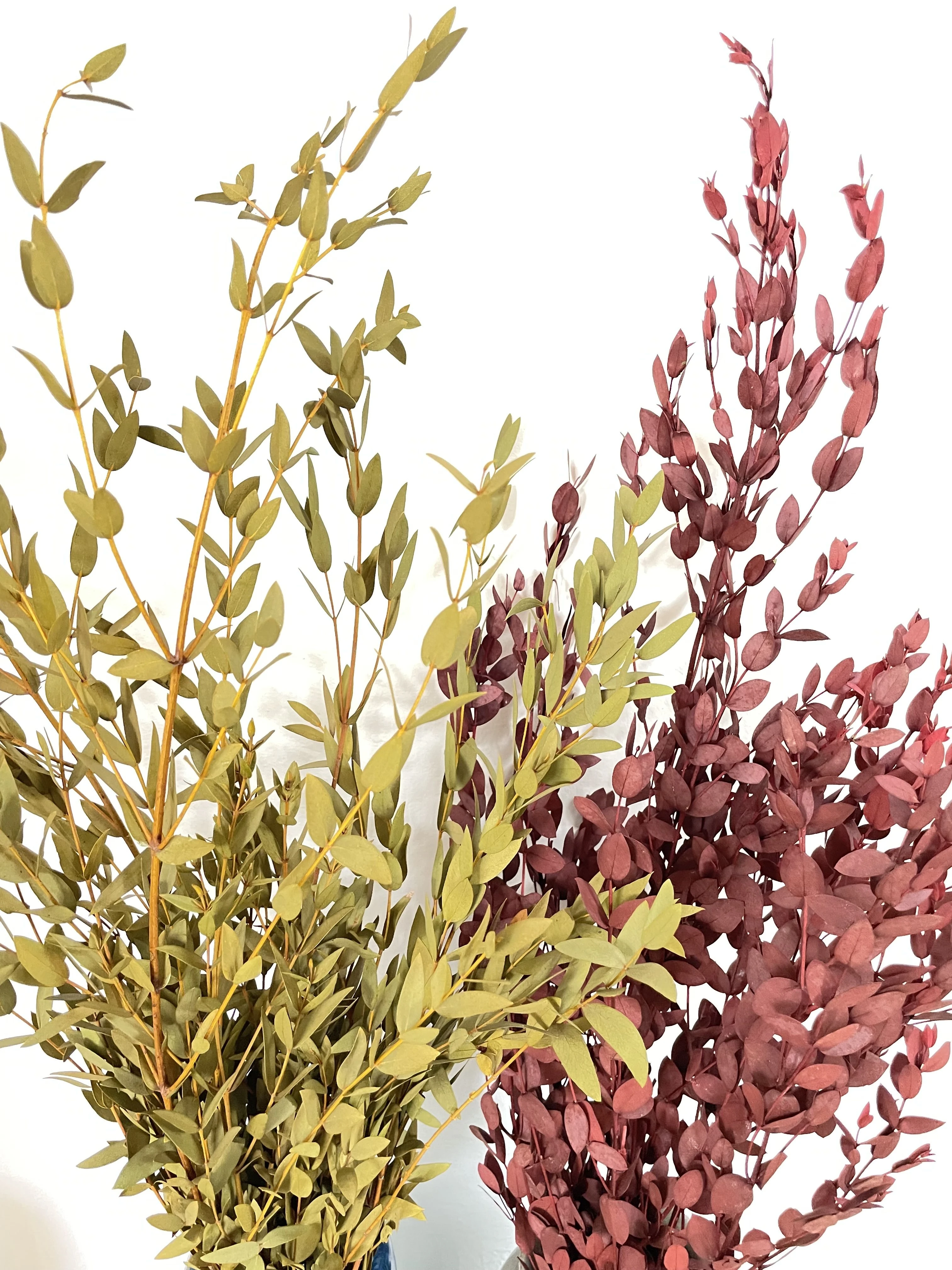 Real Eucalyptus plant house decorative vase filling branches wedding plant small leaves species Preserved Eucalyptus