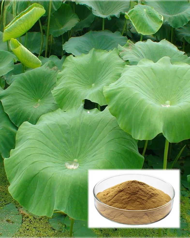 High Quality Lotus Leaf Extract Nuciferine 98% CAS  475-83-2 Powder OEM Service