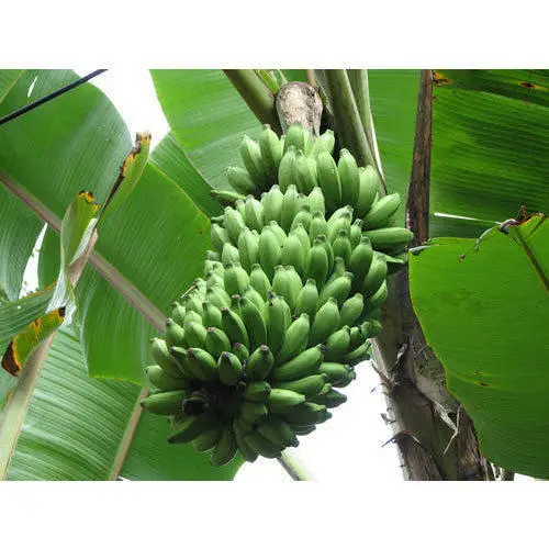 Tropical Fruit Vietnam Organic Fresh Best Ranking Product Grade A456 Cavendish Banana OEM ODM Customize Logo