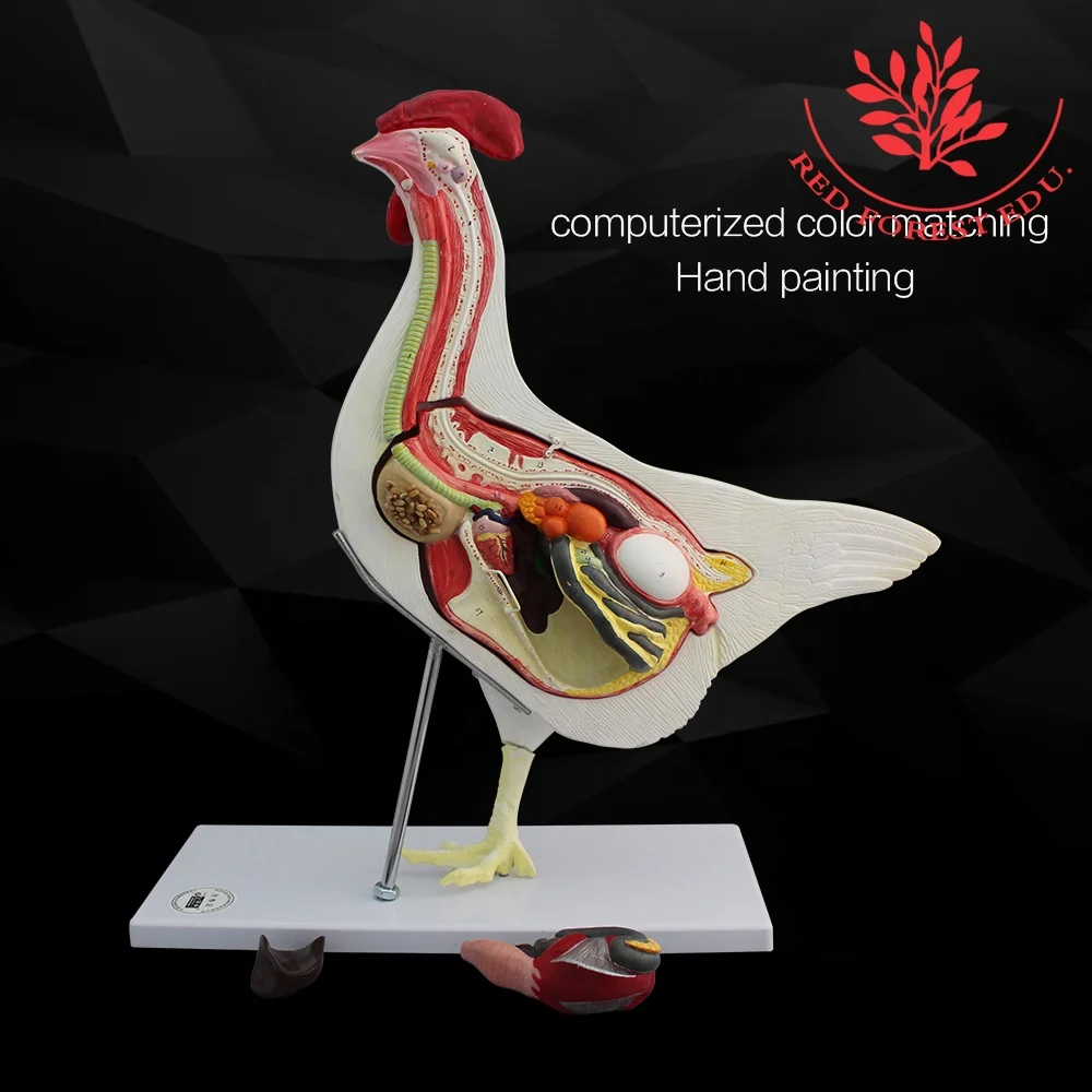Модель куриного животного, женская модель курицы, анатомические модели животных для справки ветеринара