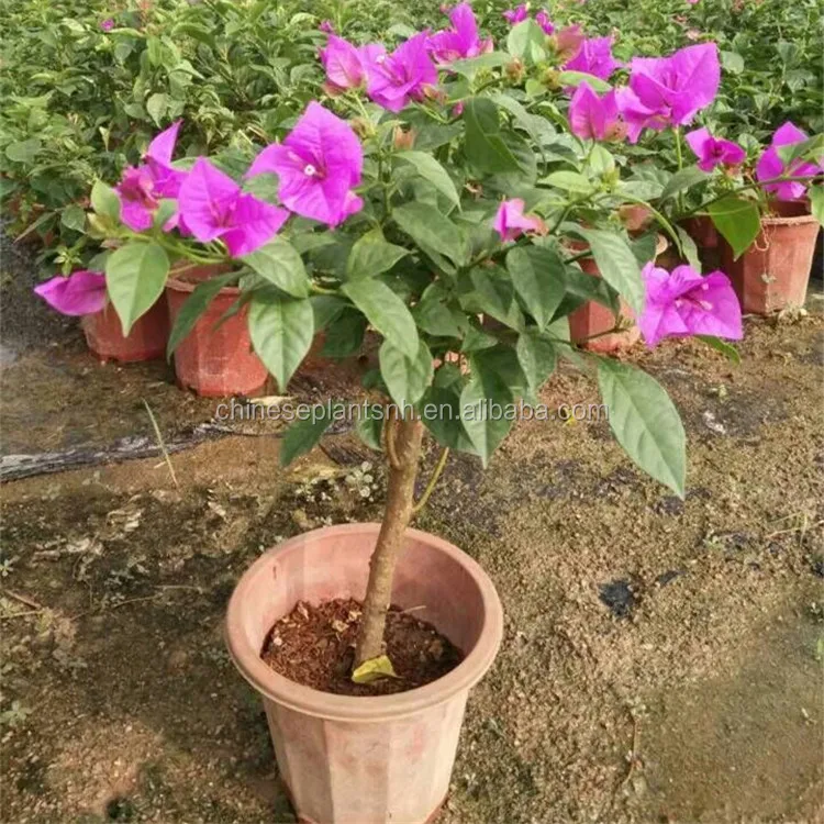 
Bougainvillea Bonsai Living Plants 