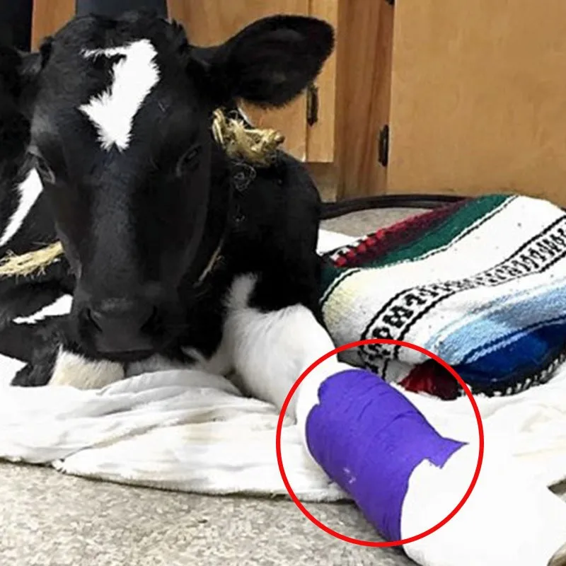 Nonwoven Cohesive Elastic Bandage Veterinary Cattle Vet Wrap Horse Cohesive Bandage Stretch Self Adherent Tape for Horses