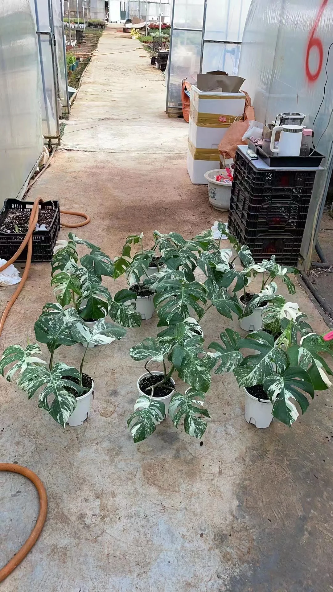 Искусственные пестрые листья Monstera deliciosa Liebm комнатные растения