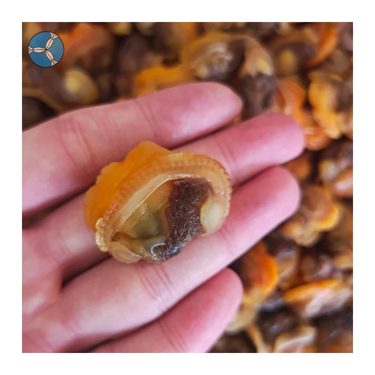Fresh Blood Clam Sanfeng Seafood Frozen Clam Without Shell China Shellfish On Sale