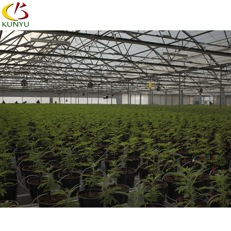 KY Thailand Project 100% Blackout System Medical Plant Hemp Polycarbonate Blackout Greenhouse For Hemp Planting