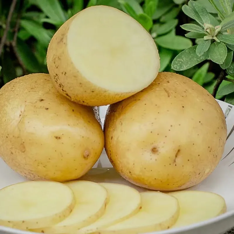 new crop fresh organic vegetables  wholesale potato price of potato in bulk