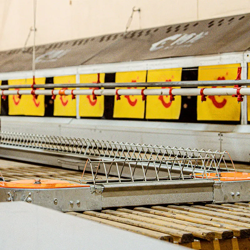 Automatic bell chicken drinking system chicken feeder and drinker