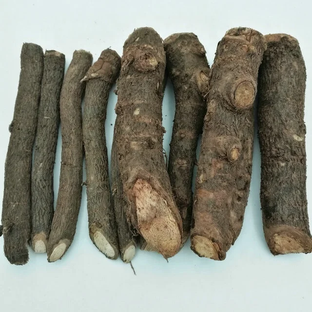 
Paulownia Tomentosa Root Cuttings for planting 