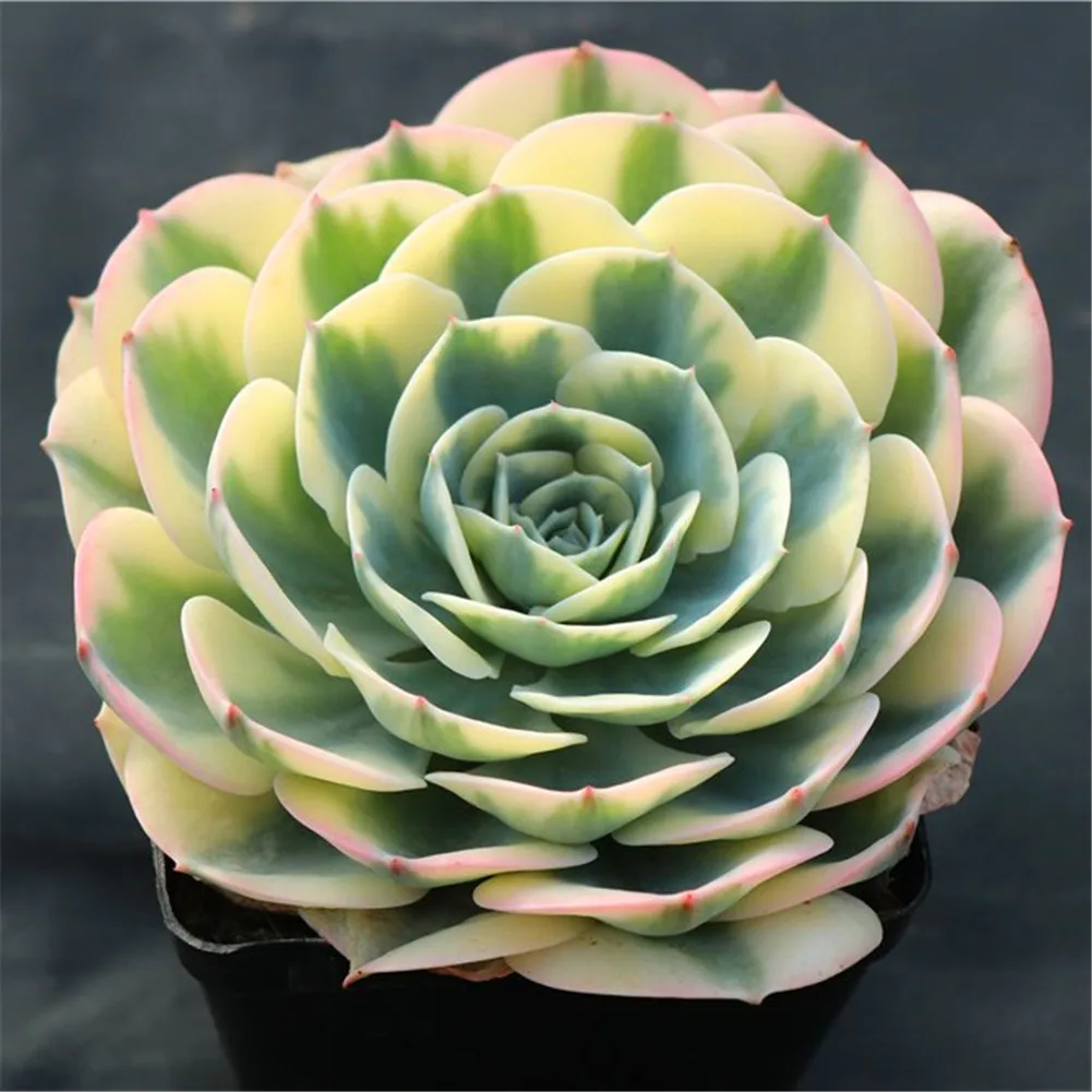  Оптовая продажа echeveria lenore варидин живые суккуленты оптовая древесные растения с собственной
