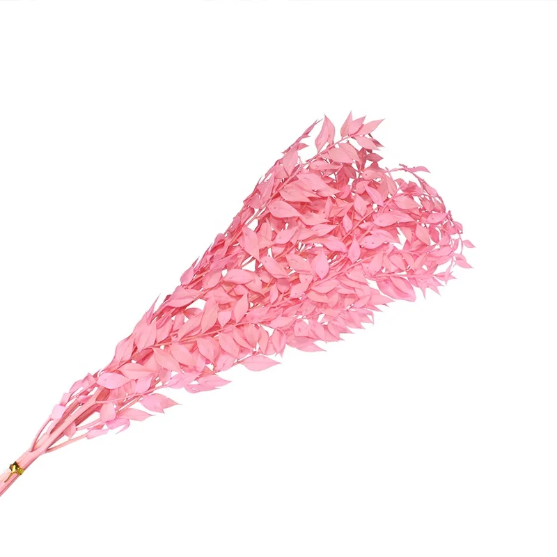 
Dried Italian Ruscus Stems / Bleached Foliage / Preserved Botanical Leaves 