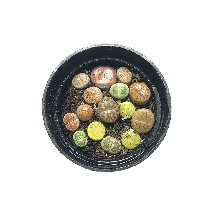 
top sale benz lithops 0.8 cm succulent wholesale new cactus plants living colorful stones lithops 