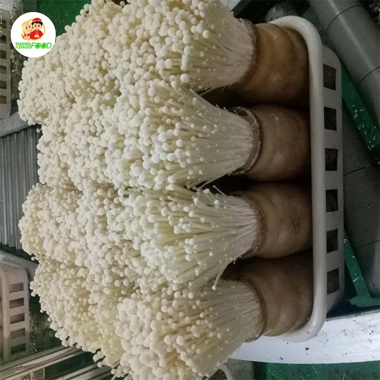 Высший сорт свежий китайский гриб Enoki/китайский иглы оптовая цена продажи
