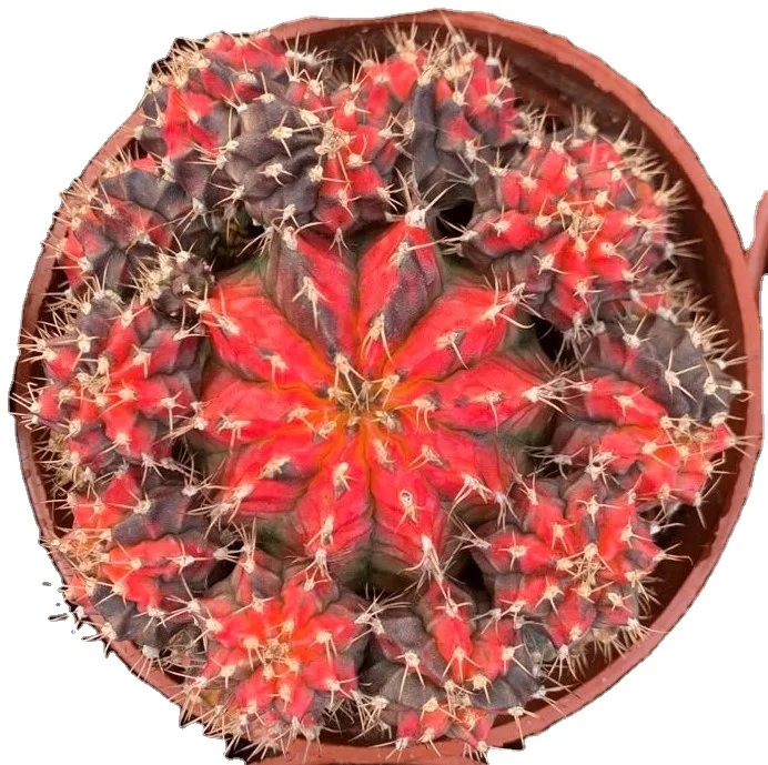 Low price natural beauty real plant cactus gymnocalycium mihanovichii variegata for sale