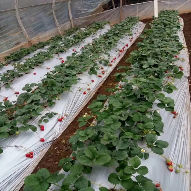 30 micron polyethylene plastic mulch film punch hole LDPE black mulch film rolls 1.5m*1000m