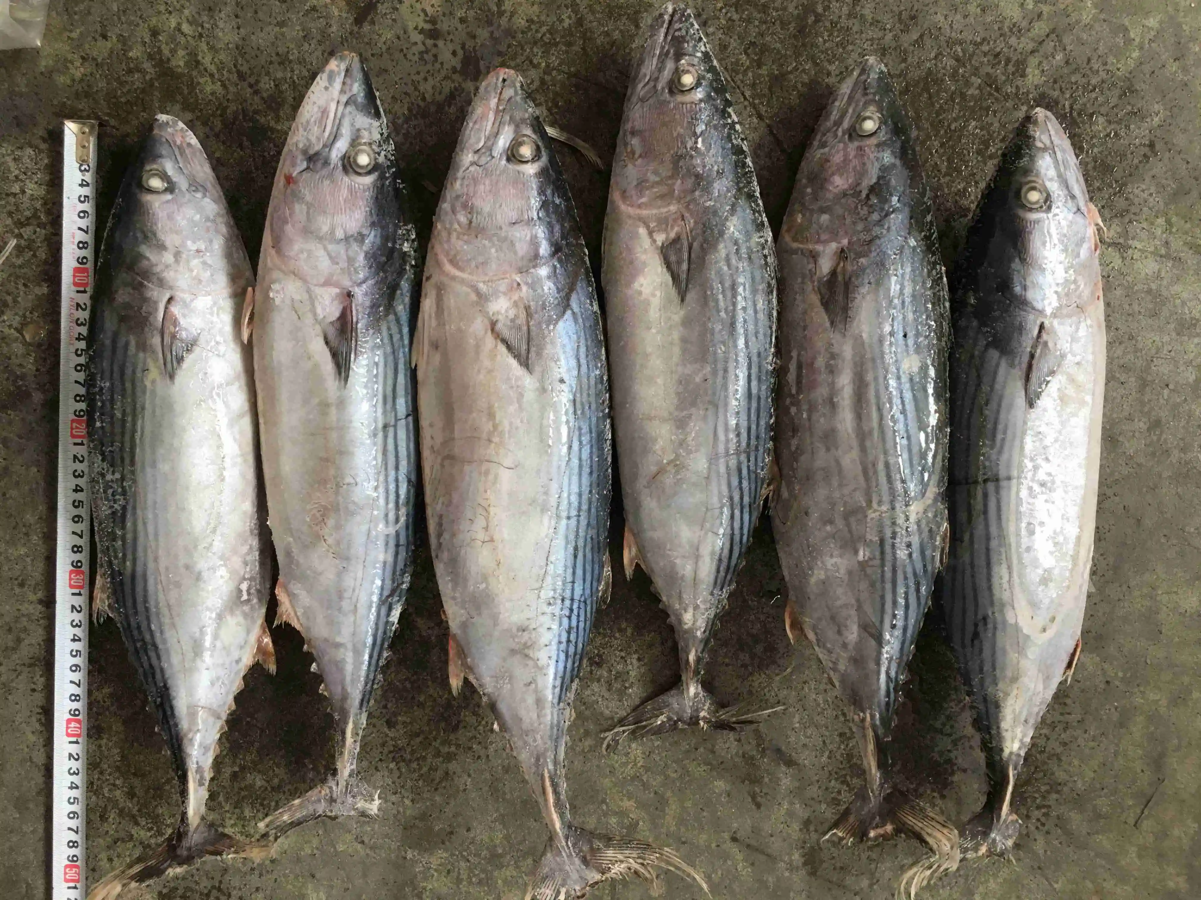 M22 1000g+ Frozen Bonito Fish Skipjack Tuna