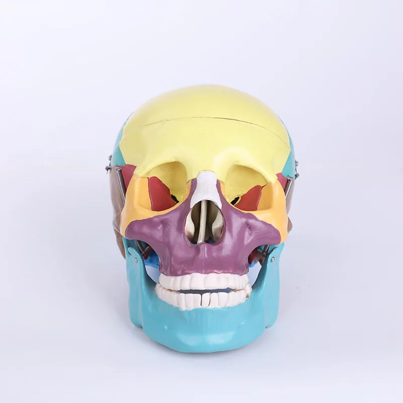 ADA 42cm Nursing School Pvc Human Teaching Anatomical Skull Model Small Skeleton Toy For Science Medical Spine Simulator