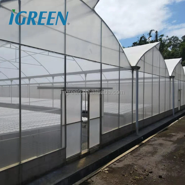 tropical saw tooth greenhouse lettuce commercial hydroponic growing systems